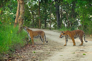 Jim Corbett Bijrani Zone