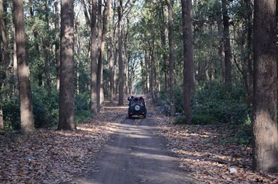 Jim Corbett Jhirna Zone